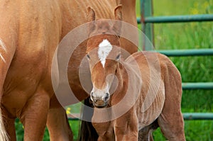 Baby Blooded Walking Horse photo