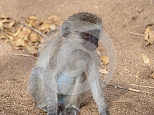 A baby blue balled monkey