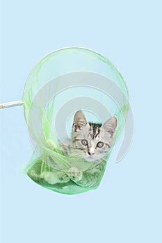 Gray kitten playing in butterfly net