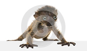 Baby Blue-eyed Black Lemur, isolated 20 days old
