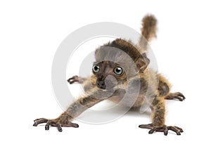 Baby Blue-eyed Black Lemur, isolated 20 days old