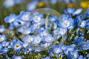 Baby blue eyes wildflowers in California during super bloom. copy space available