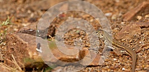 Baby Blue-headed Whiptail Lizard