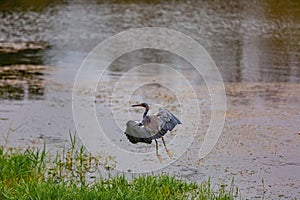 Baby Blue Heron In a Florida Lake