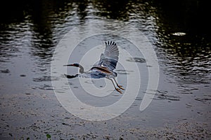 Baby Blue Heron In a Florida Lake