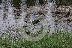 Baby Blue Heron In a Florida Lake