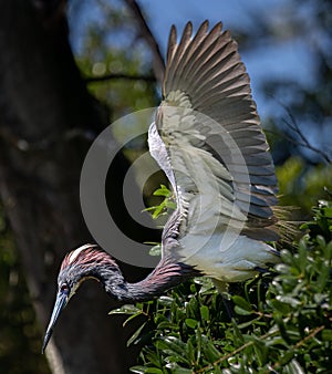 Baby Blue Heron in Florida Swamp Prepares to Fly