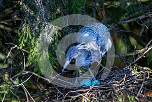 Baby Blue Heron Tends its Eggs in a Nest