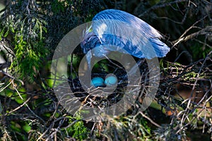 Baby Blue Heron Tends its Eggs in a Nest