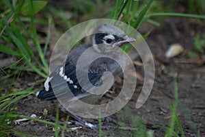 Baby Blue Jay Fledgling Bird