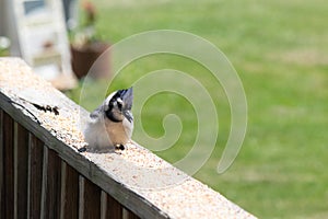 Baby blue jay on the railing of my deck trying to cool off from the heat