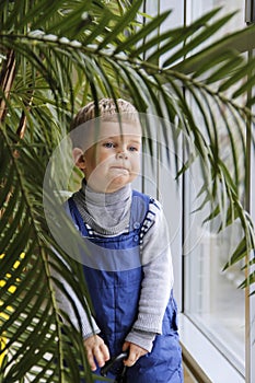 Baby in a blue jumpsuit behind a Palm tree near the window.