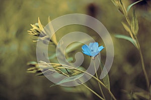 Baby blue little flower on blurred background