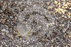 Baby Blue Swimming Crab on the beach