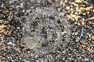 Baby Blue Swimming Crab on the beach