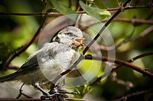 Baby blue tit