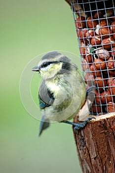 Baby blue tit