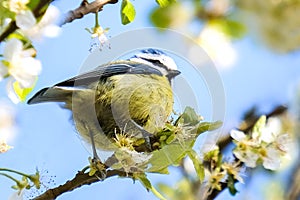 Baby blue tit bird in a white flower tree branch