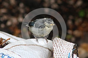 Baby blue tit, parus, caeruleus, perched on large sack