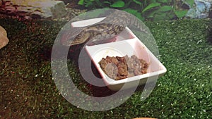 Baby blue tongue lizard eating