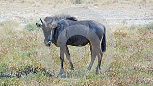 Baby Blue wildebeest Connochaetes taurinus