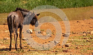 Baby blue wildebeest looking right