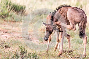 Baby Blue wildebeest scratching it self.