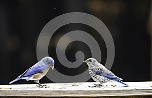 Baby Bluebird waits on parent to feed him.