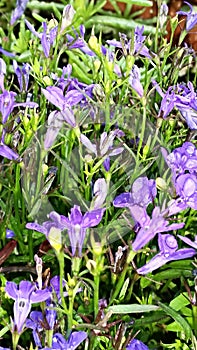 Baby Bluebonnets