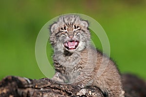 Baby Bobcat Kit (Lynx rufus) Cries Atop Log