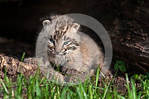 Baby Bobcat Kit (Lynx rufus) Fierce Stare