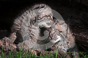 Baby Bobcat Kits (Lynx rufus) Lean on Each Other