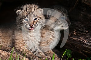 Baby Bobcat Kits (Lynx rufus) Open Mouth
