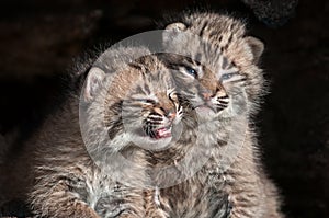 Baby Bobcat Kits (Lynx rufus) Stare Out from Log