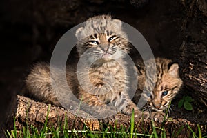 Baby Bobcat Kittens (Lynx rufus) in Hollow Log