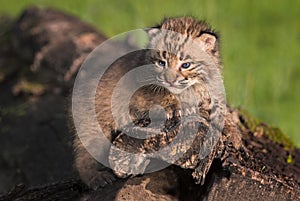 Baby Bobcat (Lynx rufus) Gazes Out from Atop Log