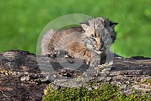 Baby Bobcat (Lynx rufus) Looks Out from Atop Log