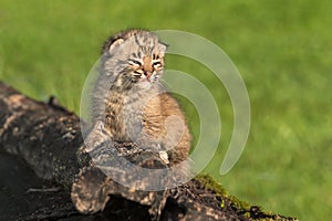 Baby Bobcat (Lynx rufus) Looks Right From Log