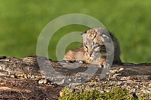 Baby Bobcat (Lynx rufus) Sits on Log Looking Left