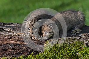 Baby Bobcats (Lynx rufus) Look Down from Log