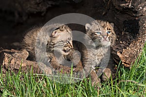 Baby Bobcats (Lynx rufus) Look Up in Log