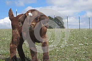 Baby Boer goat