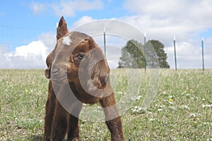 Baby Boer Goat