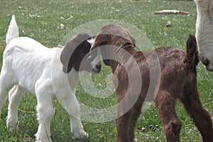 Baby Boer Goats