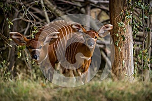 baby bongo antelope in zoopark