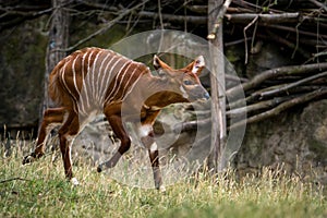 baby bongo antelope in zoopark