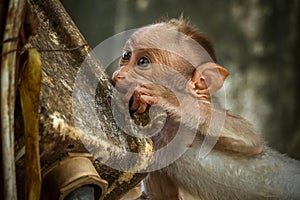 Baby Bonnet macaque monkey tasting plastic