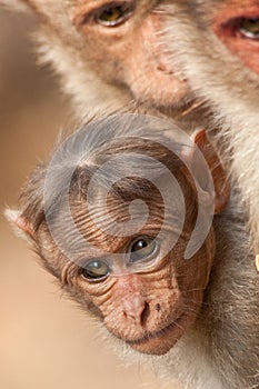 Baby Bonnet Macaque Peeking Between Its Parents