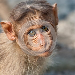 Baby Bonnet Macaque Portrait