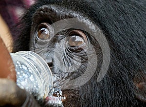 A baby Bonobo drinking milk from a bottle. Democratic Republic of Congo. Lola Ya BONOBO National Park.